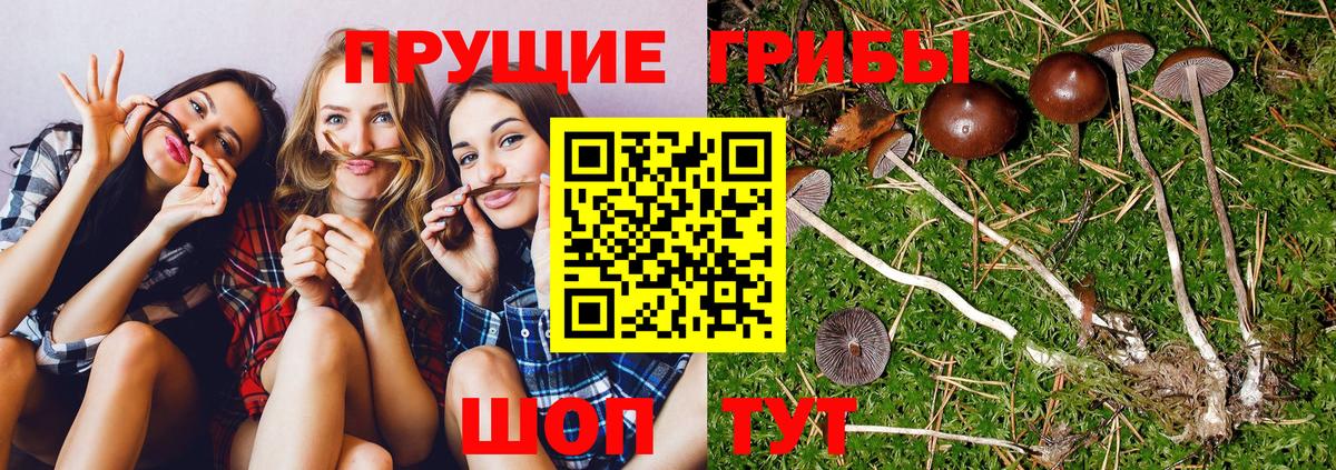 Луховицы  Псилоцибиновые грибы Magic Shrooms  Вход с VPN  наркотики  Псилоцибиновые грибы мухоморы 
